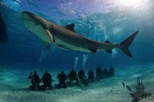 tiger-shark-ecotourism-120309-02