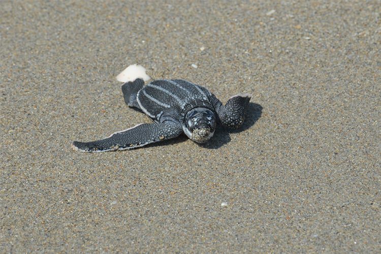 Summer, Staycations and Sea Turtles – Oh my! - Loggerhead Marinelife Center