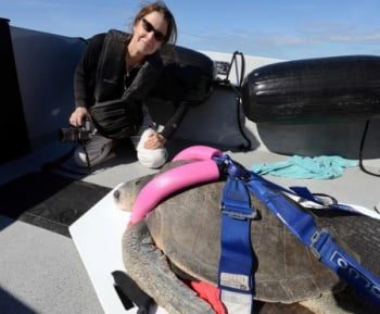 release of Meghan, Olive Ridley in Key West