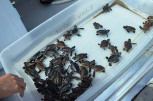 box o hatchlings