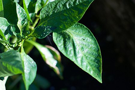 closeup-of-pepper-plant