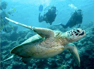 Divers swim with sea turtle on reef