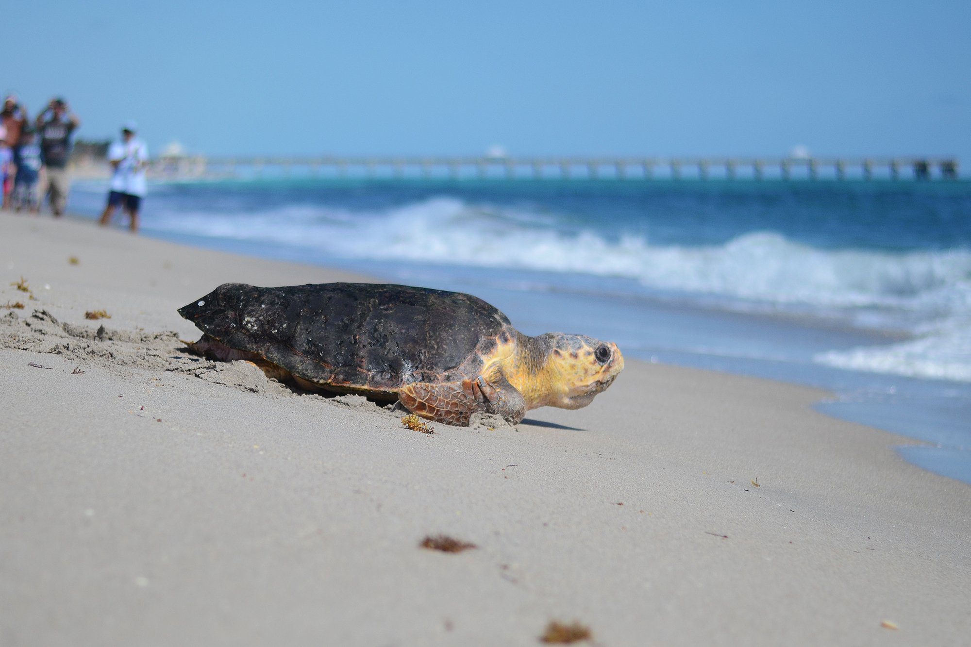 Solana, a sea turtle named by Florida Power & Light employees, released ...