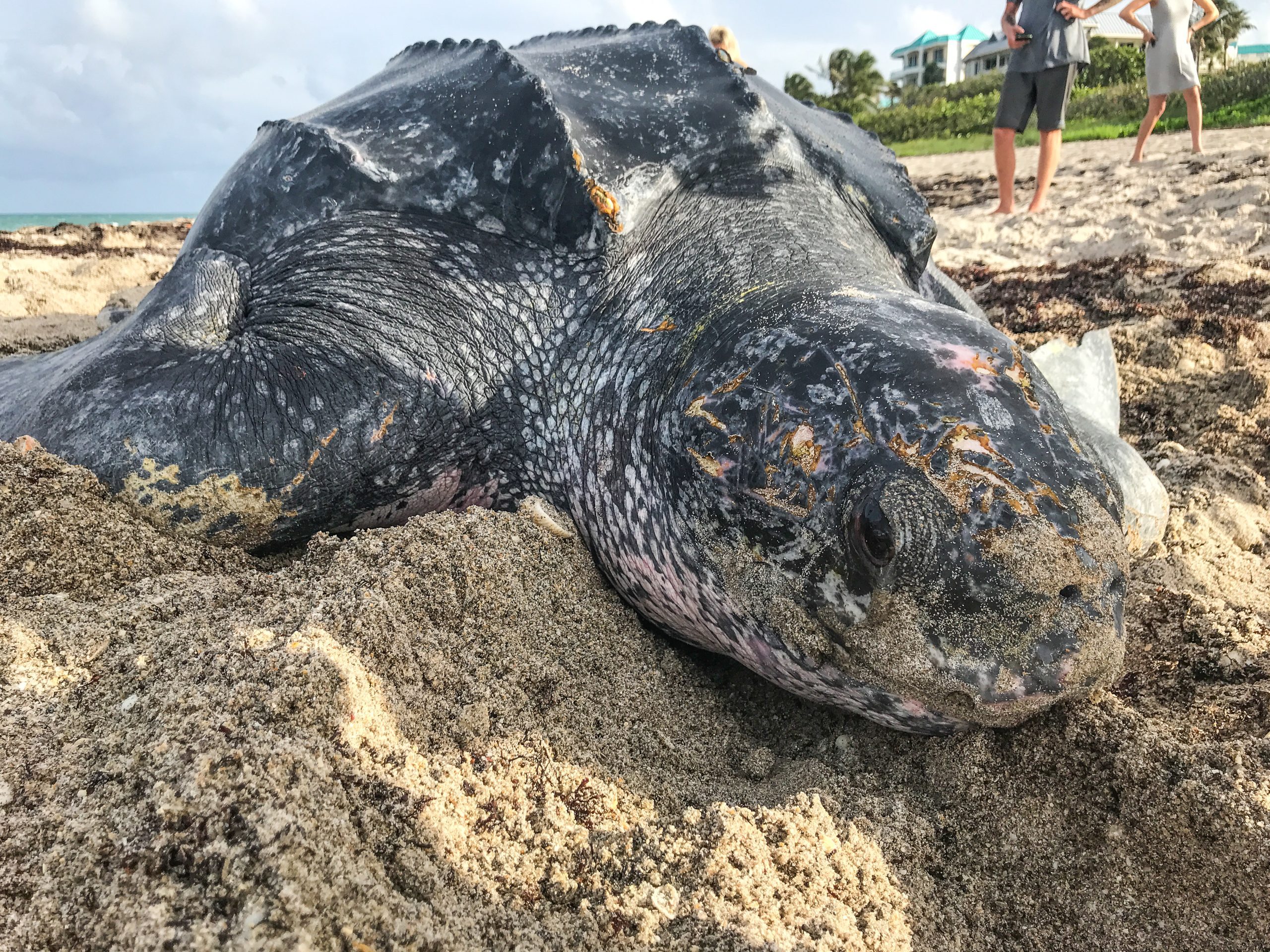 Leatherbacks nesting during the day? - Loggerhead Marinelife Center