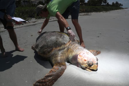 A large number of sea turtles are washing up on Sanibel and Captiva beaches. The suspected cause is red tide poisoning. (Photo: Andrew West/The News-Press)