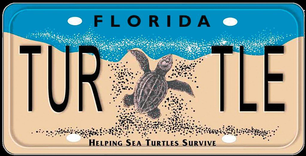 Loggerhead Marinelife Center Incubates Success with Florida Sea Turtle ...