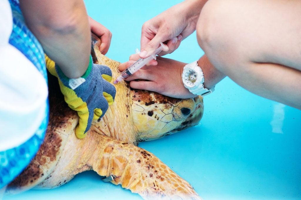 A sea turtle patient receives critical care in Loggerhead Marinelife Center's Outdoor Sea Turtle Hospital.