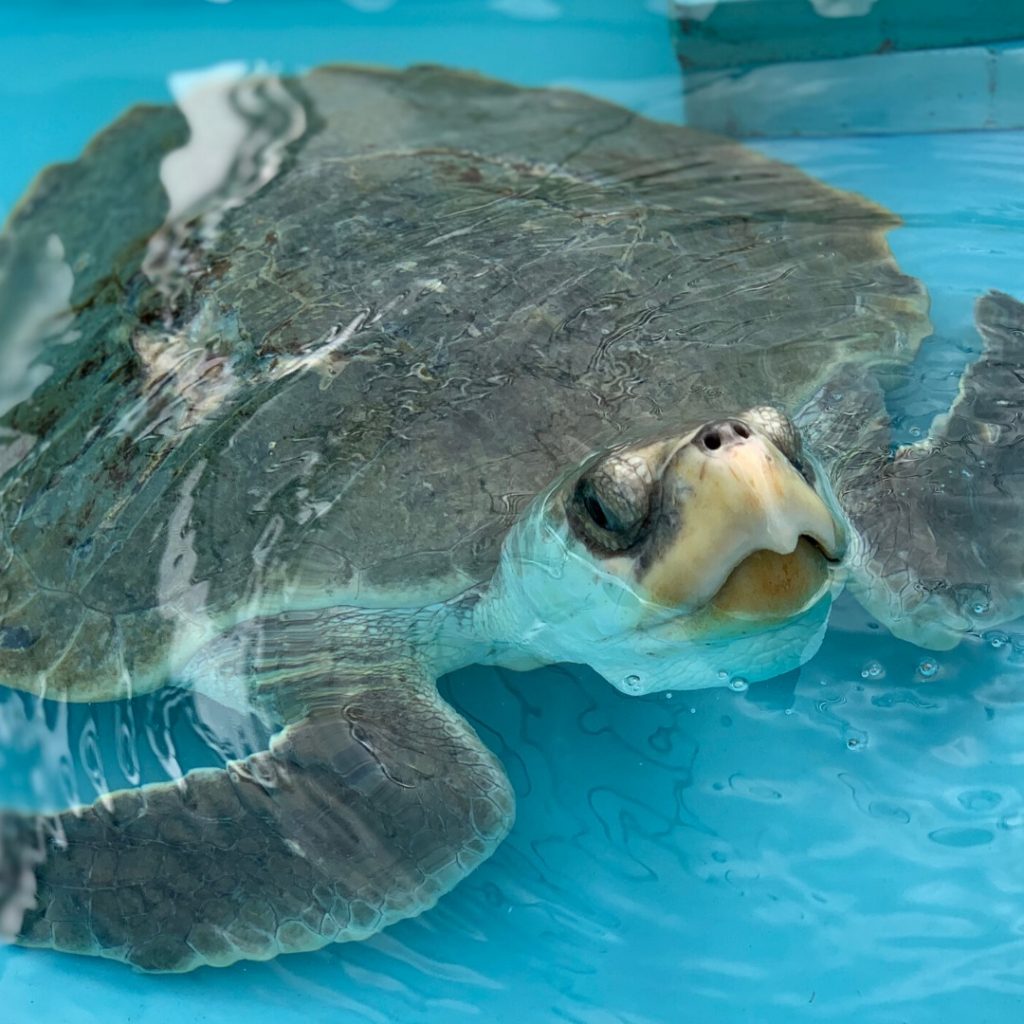 Fortin, a Kemp's ridley, is a sea turtle patient at Loggerhead Marinelife Center.