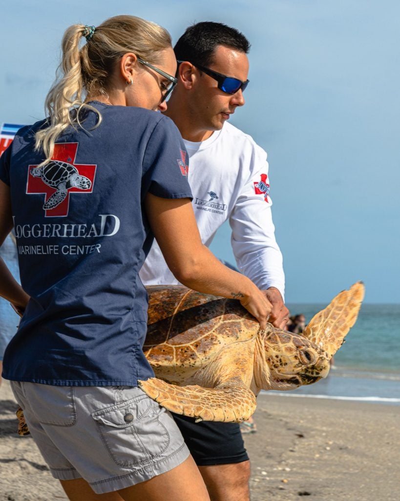 Loggerhead Marinelife Center's rehabilitation staff and volunteers work tirelessly to rehabilitate sick or injured sea turtles. Photo Courtesy of Matt Hayes Photography.