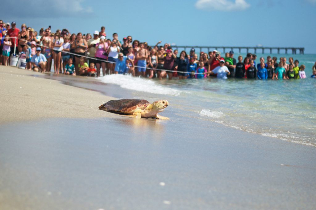 LMC welcomes supporters to attend its public sea turtle releases, which are located on the beach adjacent to the Center.