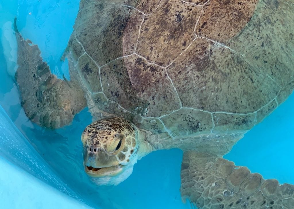 Loggerhead Marinelife Center receives sea turtles unintentionally struck by a boat, such as Galapagos, which is a green sea turtle.