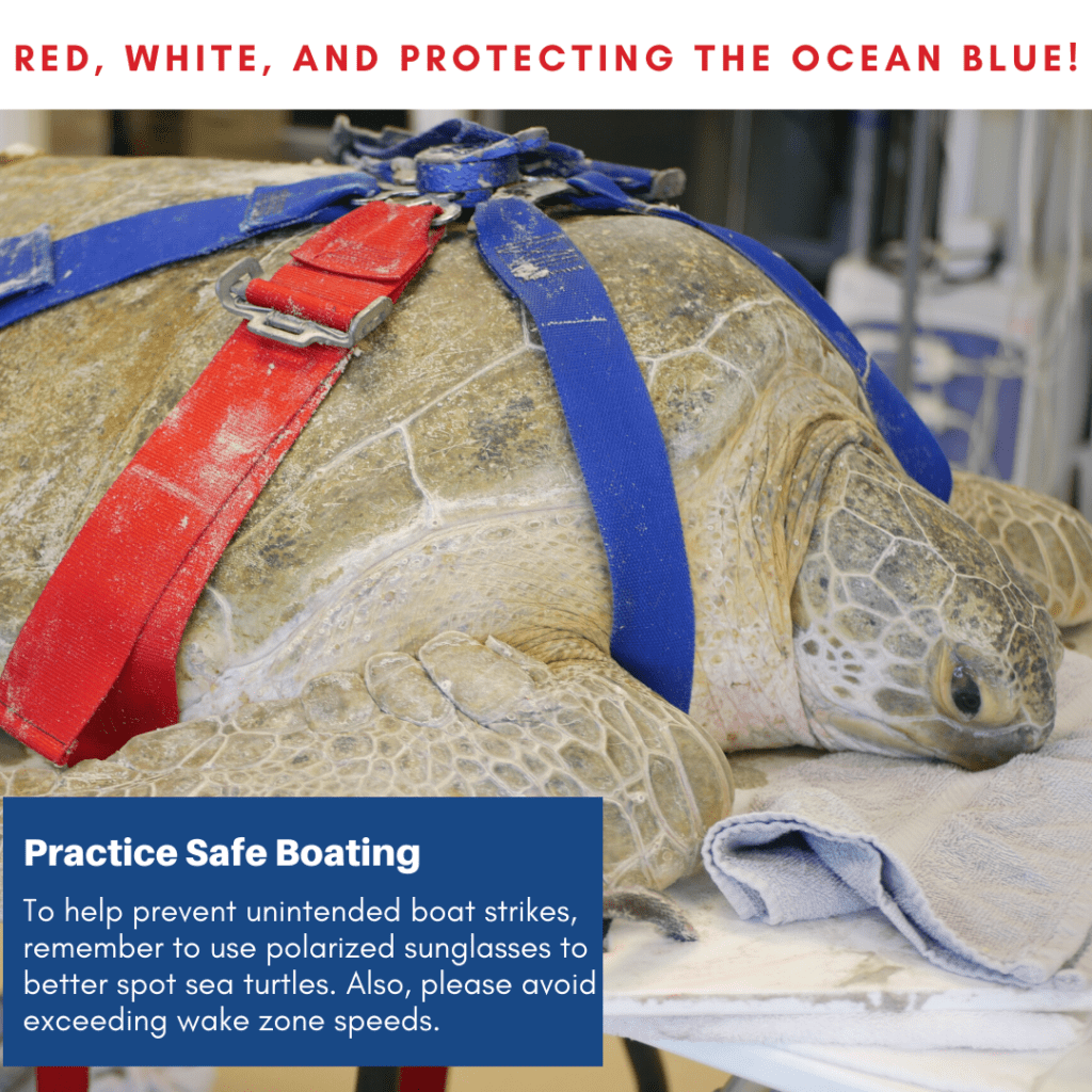 Loggerhead Marinelife Center has designed a safe boating reminder for the public to share during Memorial Day Weekend.