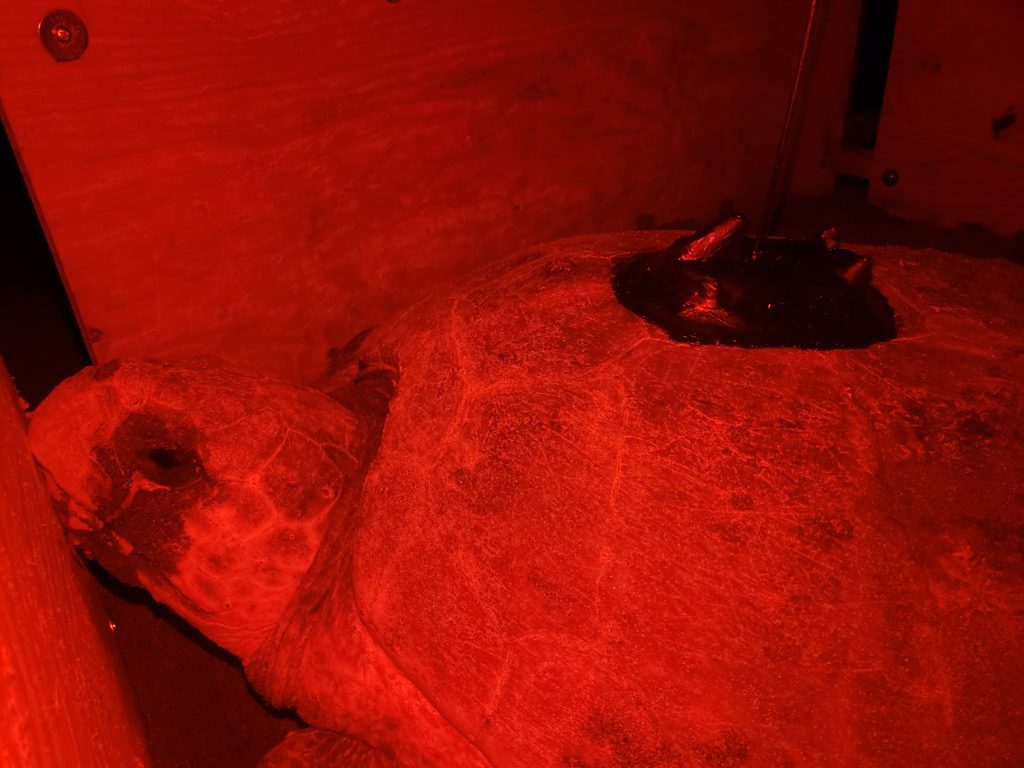 As part of Loggerhead Marinelife Center's satellite tags project, The Benjamin School sponsored a tag for a loggerhead turtle named Benji.