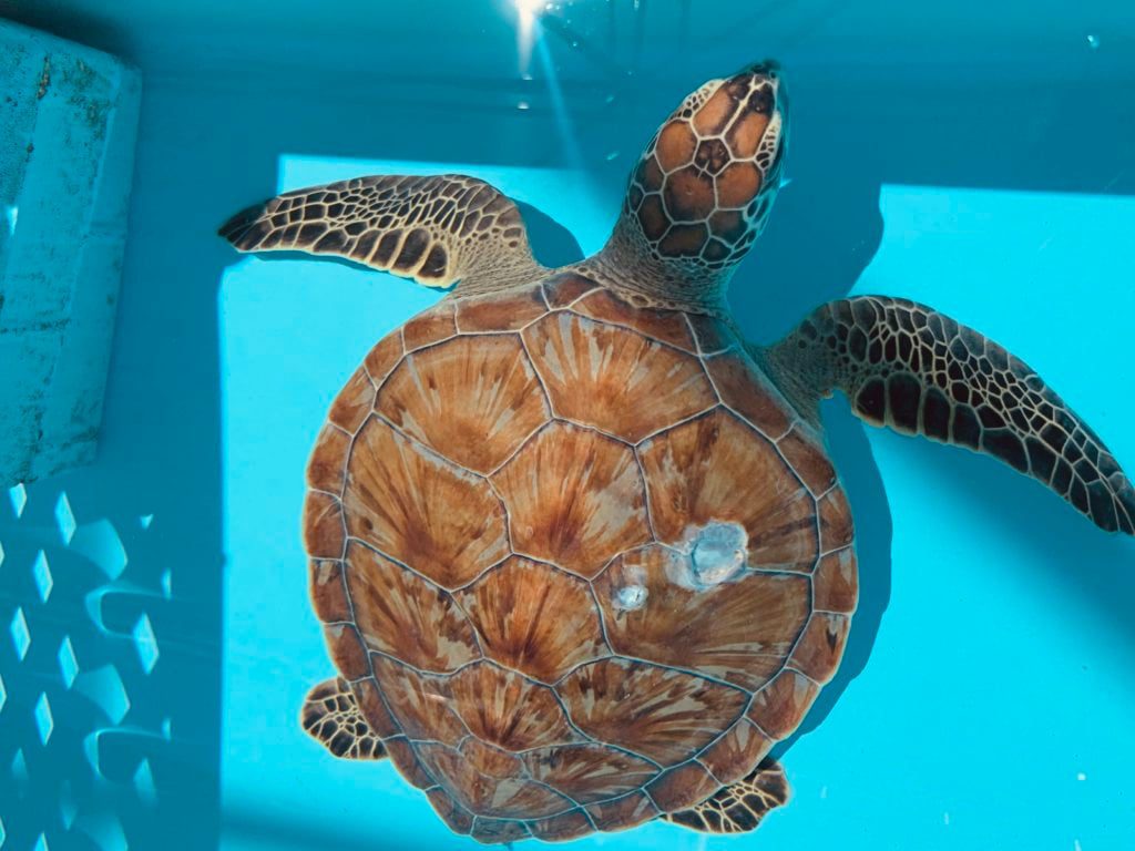 Loggerhead Marinelife Center celebrates World Sea Turtle Day by highlighting several of its patients, such as Marci - a patient unintentionally struck by a boat.