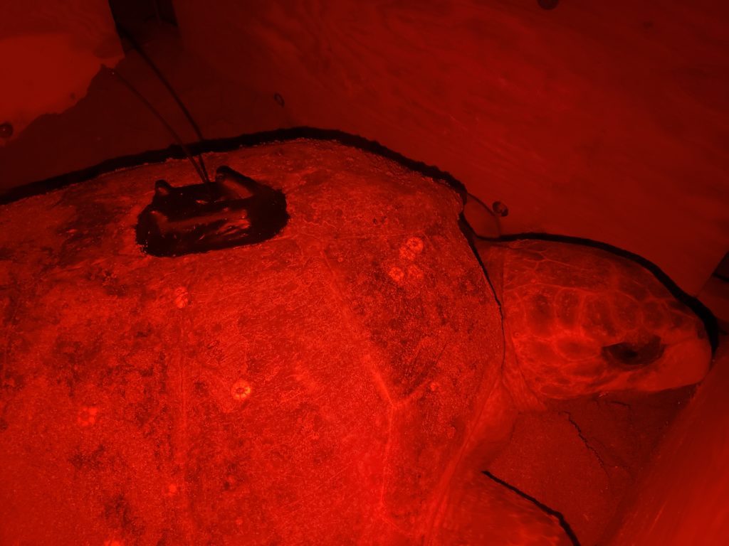 2020 Sea Turtle Nesting Season - Loggerhead Marinelife Center