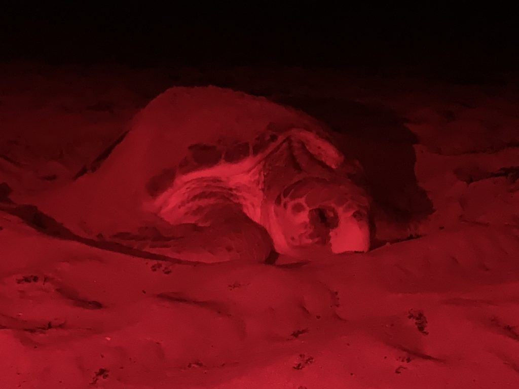 2020 Sea Turtle Nesting Season - Loggerhead Marinelife Center