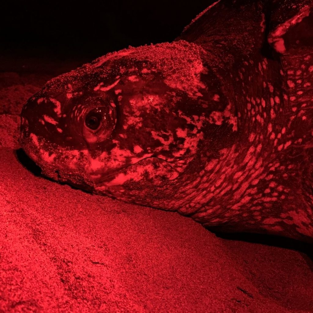 While Loggerhead Marinelife Center had many research highlights, our team especially celebrated that the rate of false crawls decreased during beach closures. 