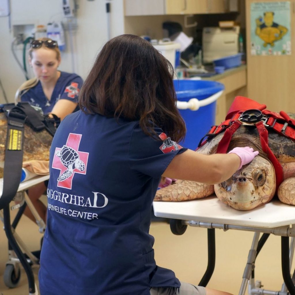 As of this year, Loggerhead Marinelife Center now proudly serves as the flagship U.S. hospital for the recently founded Sea Turtle Rescue Alliance (STRA).