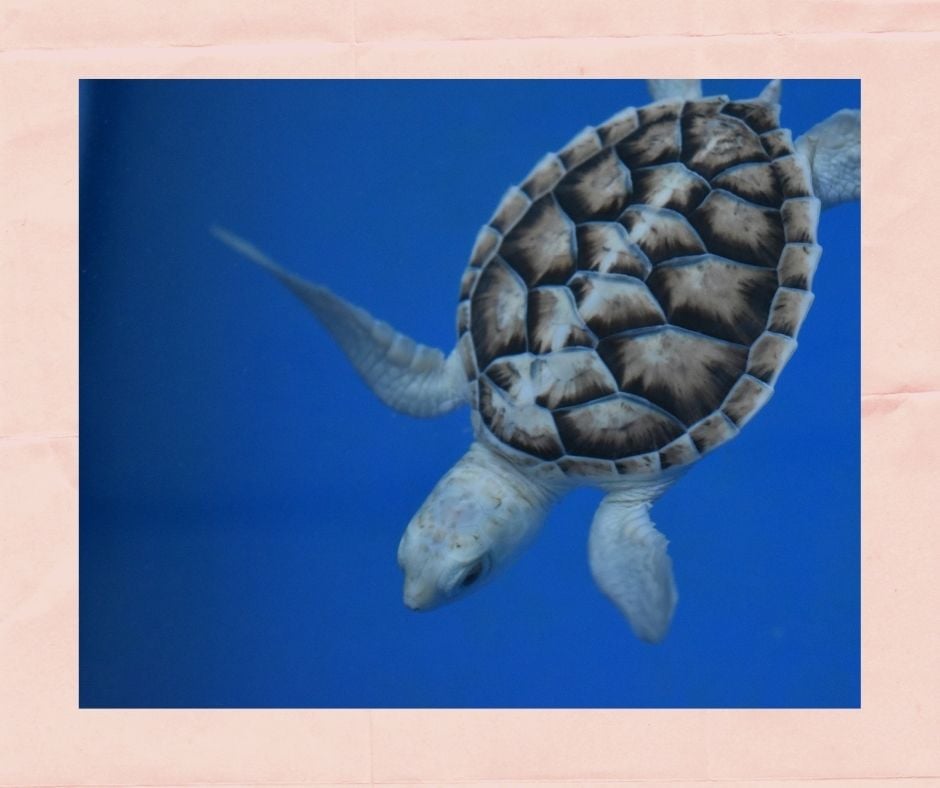 Enjoy a special date night by participating in a virtual tour of Loggerhead Marinelife Center's Outdoor Sea Turtle Hospital.