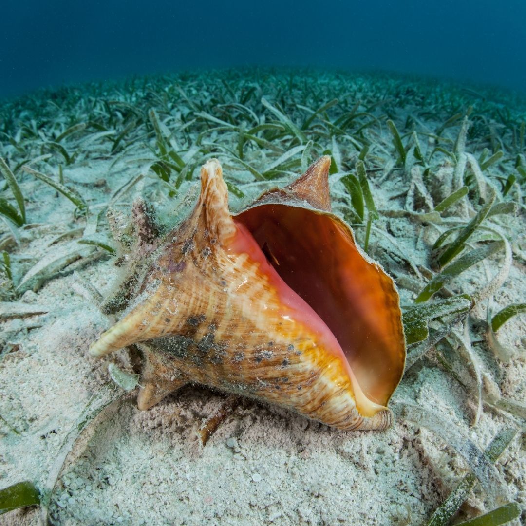 An eco-friendly selection, Swedish Dish Cloths are available for eco-minded customers to purchase on Loggerhead Marinelife Center's online store.