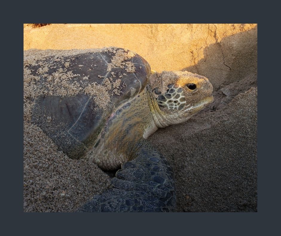 Loggerhead Marinelife Center monitors and protects 9.5 miles of critical sea turtle nesting beach in Palm Beach County.