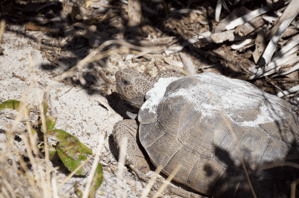 Gopher tortoises are a keystone species, which means that they play a crucial role in their ecosystem and other species depend on them for survival.