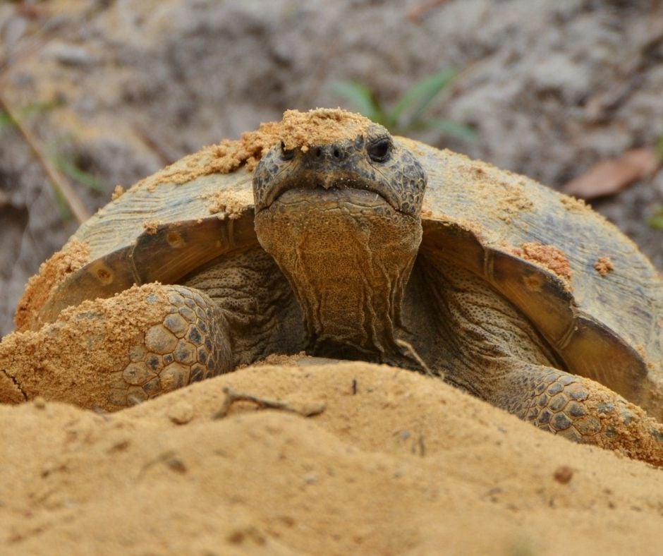 When visiting Loggerhead Marinelife Center, guests will often walk by a gopher tortoise burrow located in the nearby hammock.