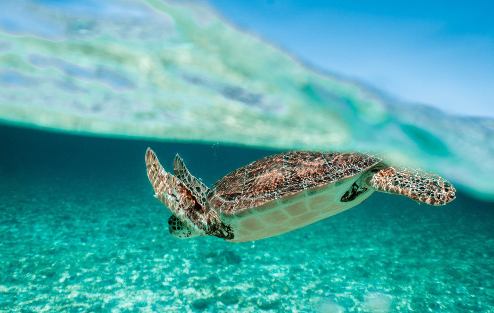 Sea Turtles Palm Beaches Documentary