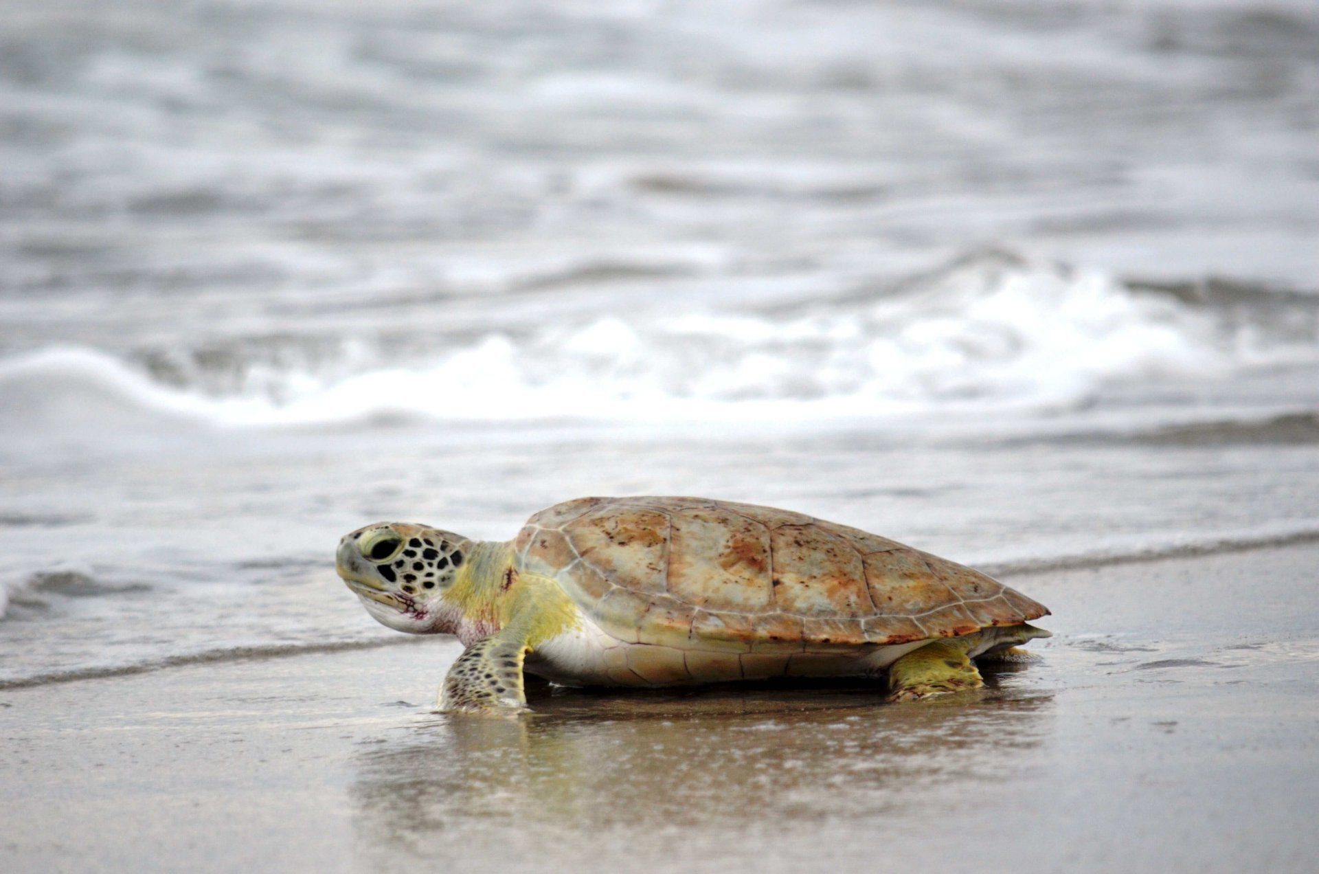 Unveiling the Secrets of Sea Turtle Migration - Loggerhead Marinelife 