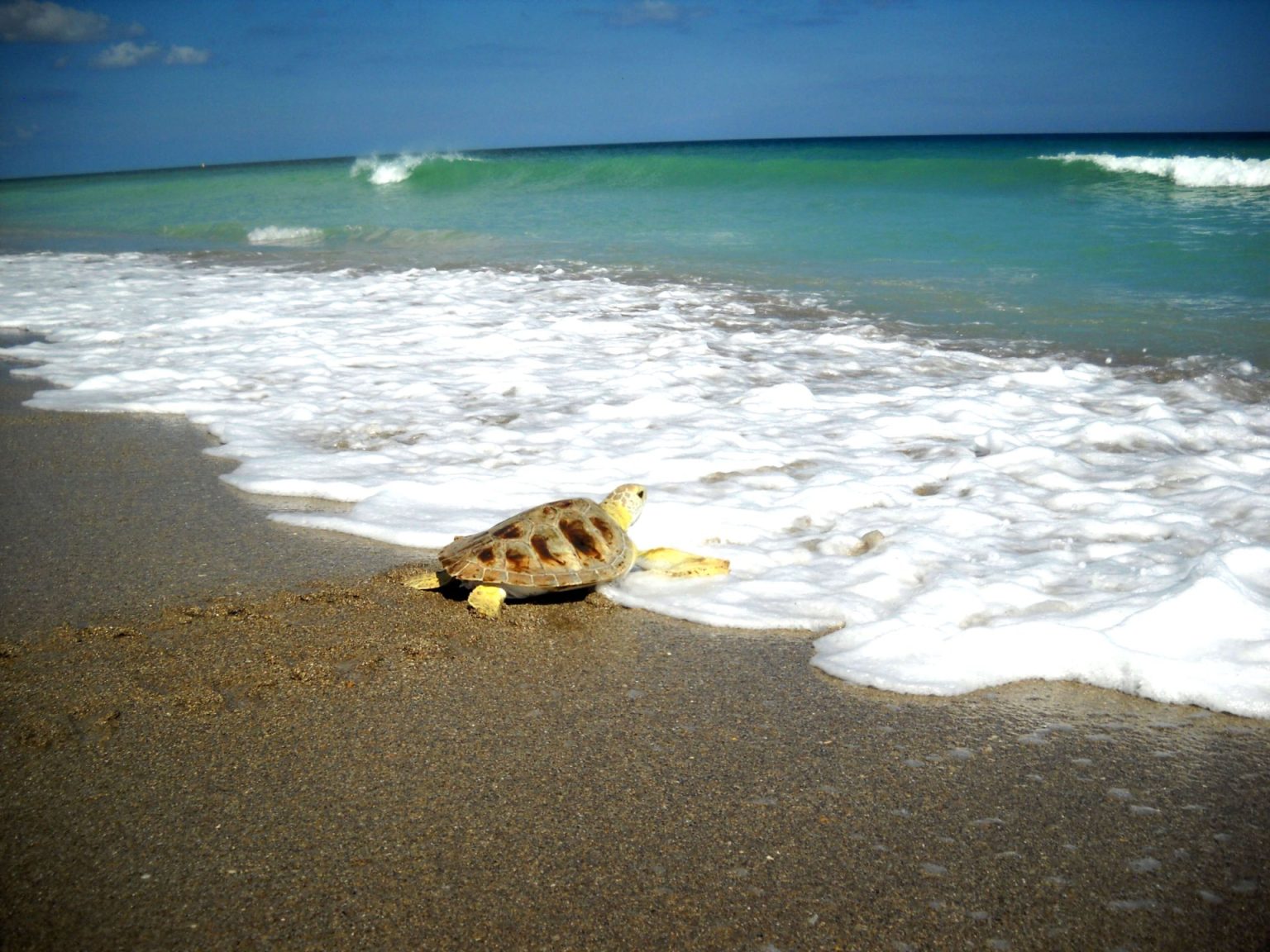 Unveiling the Secrets of Sea Turtle Migration - Loggerhead Marinelife 