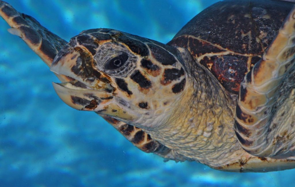 enjoy a Family-Friendly Sea Turtle Experience
