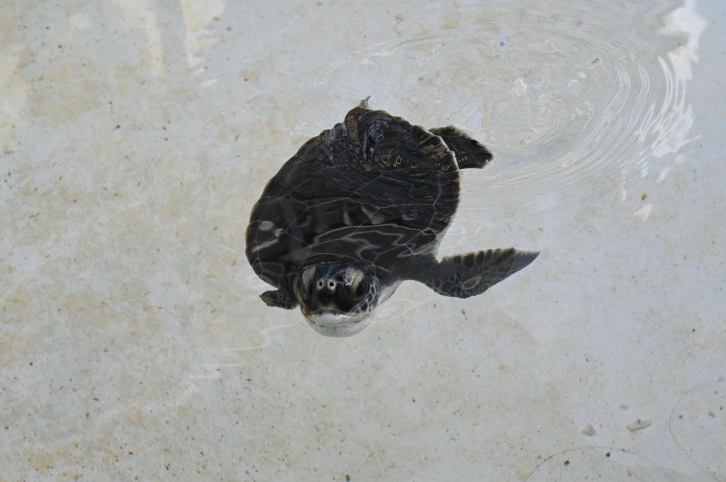 hatchling spotted during a Florida Marine Life Tour