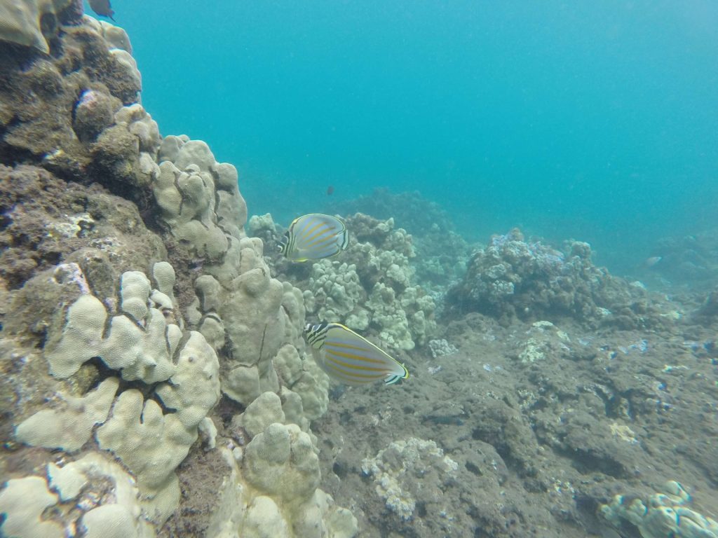 Donate to Ocean Conservation
