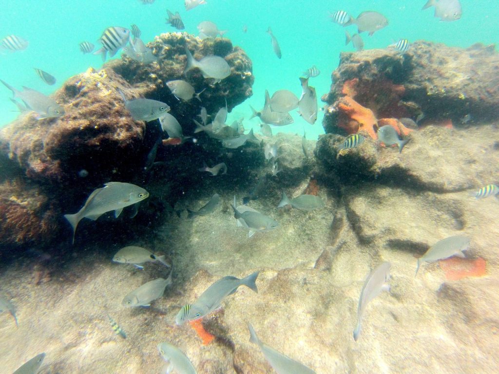 Donate to Ocean Conservation to save Reef fish