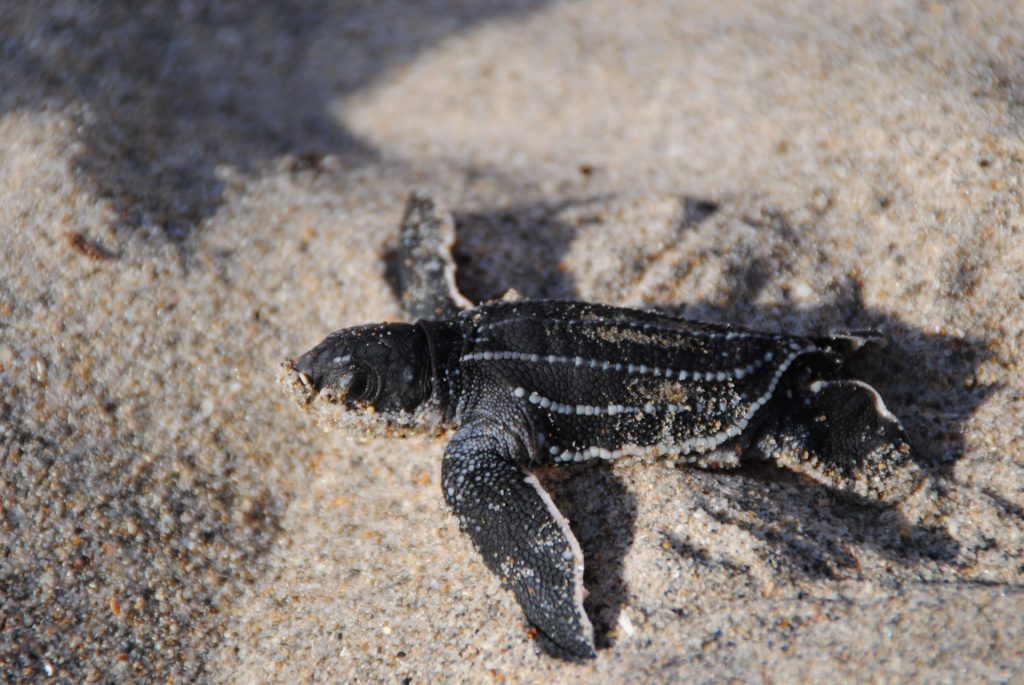 baby-turtle-during-a Sea-Turtle-Hatchling Release-in-Florida
