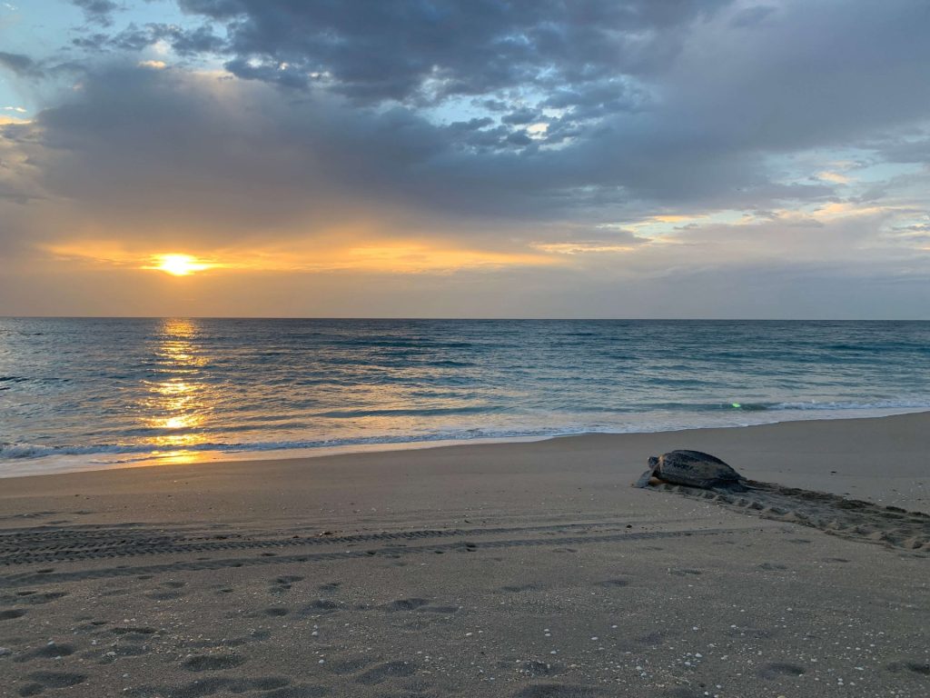 early Sea Turtle Hatchling Release in Florida