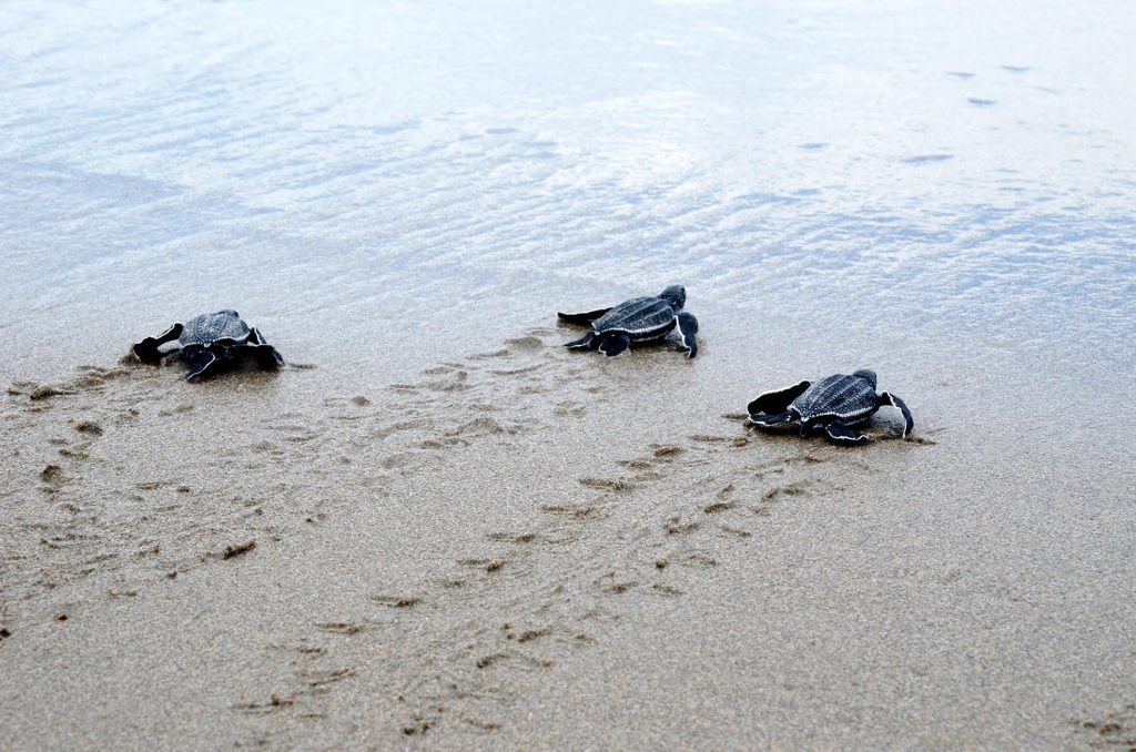 leatherbacks spotted during a Sea Turtle Hatchling Release in Florida