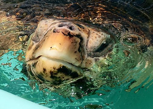 nesting mother spotted during a Sea Turtle Hatchling Release in Florida