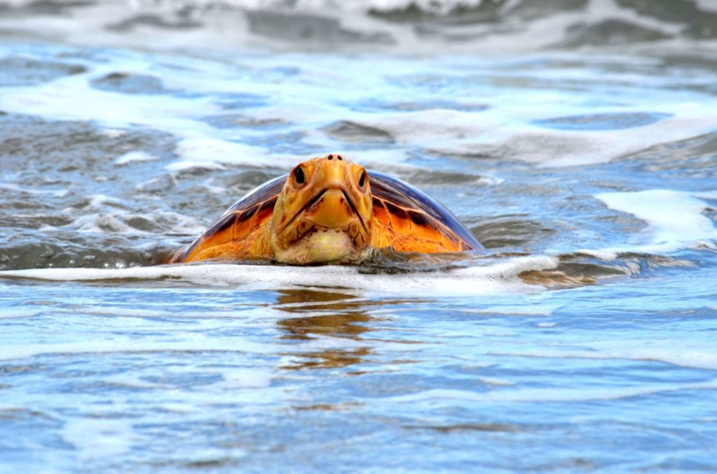 sea turtle released by a Sea Turtle Hospital in Florida