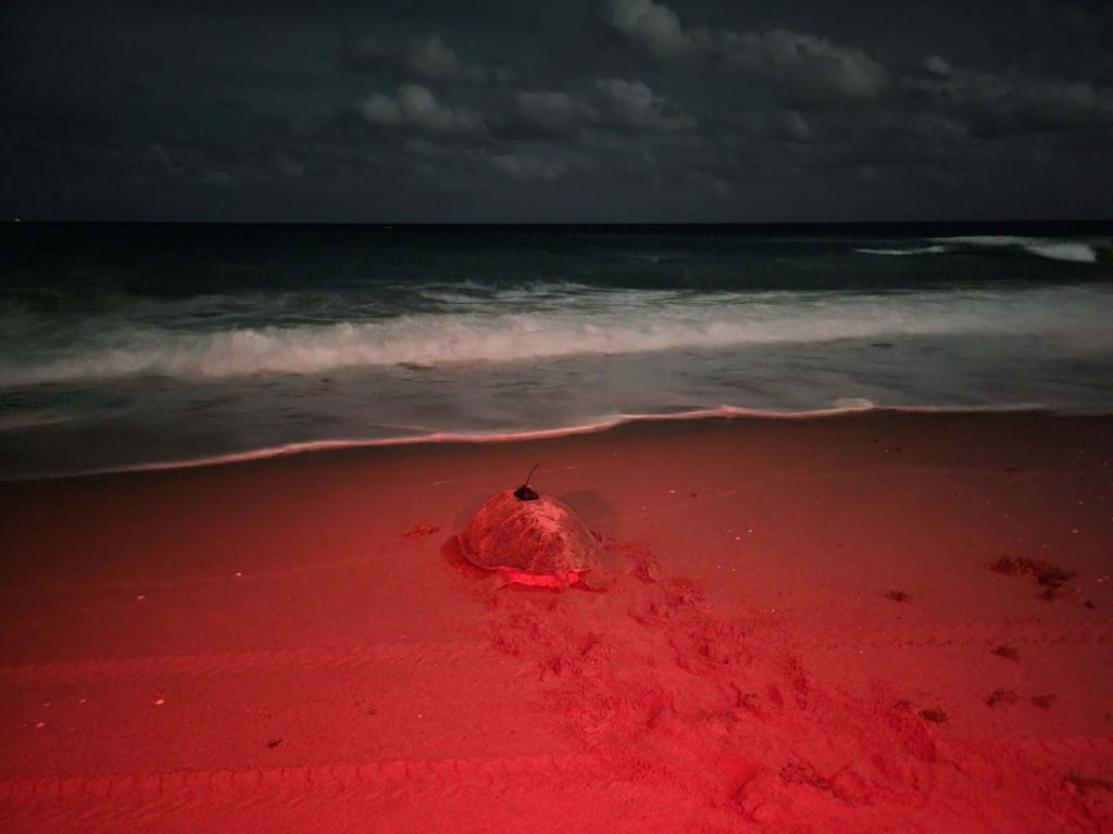 Donate-to-Sea-Turtles-to-save-more