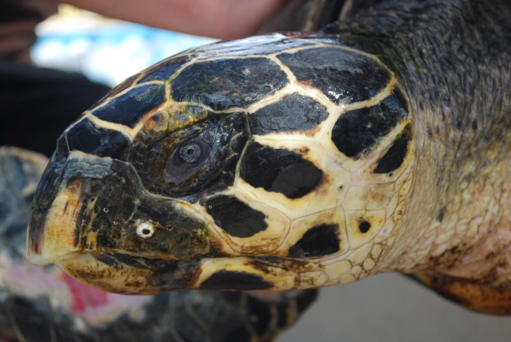 a-turtle-in-one-of-the-Sea-Turtle-Tours