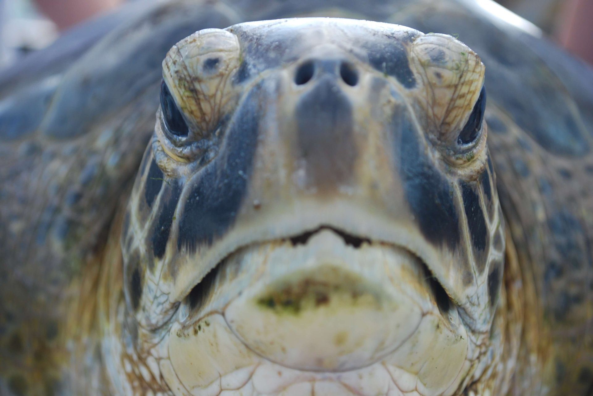 Blog - Loggerhead Marinelife Center