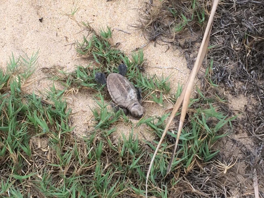 a-baby-turtle-spotted-during-a-Florida-Marine-Life-Tour
