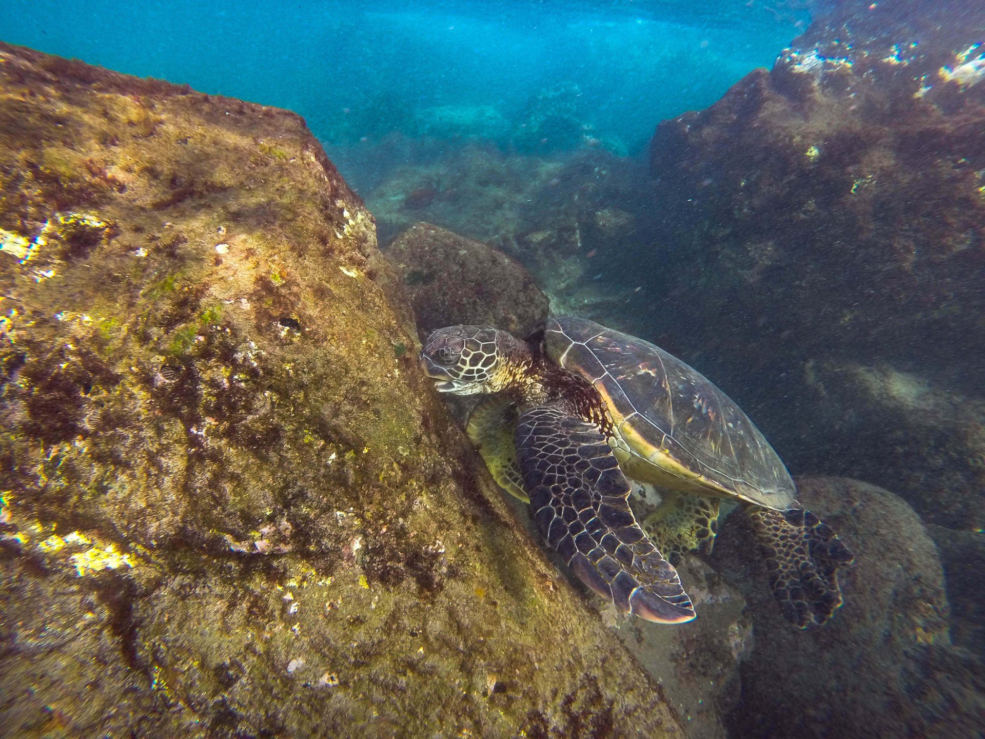 Sea Turtle Guardians: The Impact of Nonprofits on Marine Conservation ...