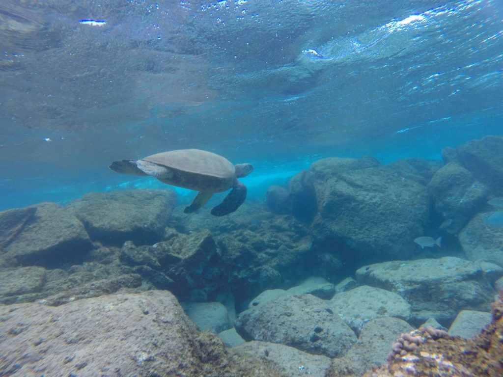 watching-a-turtle-swimming-during-a-Florida-Marine-Life-Tour