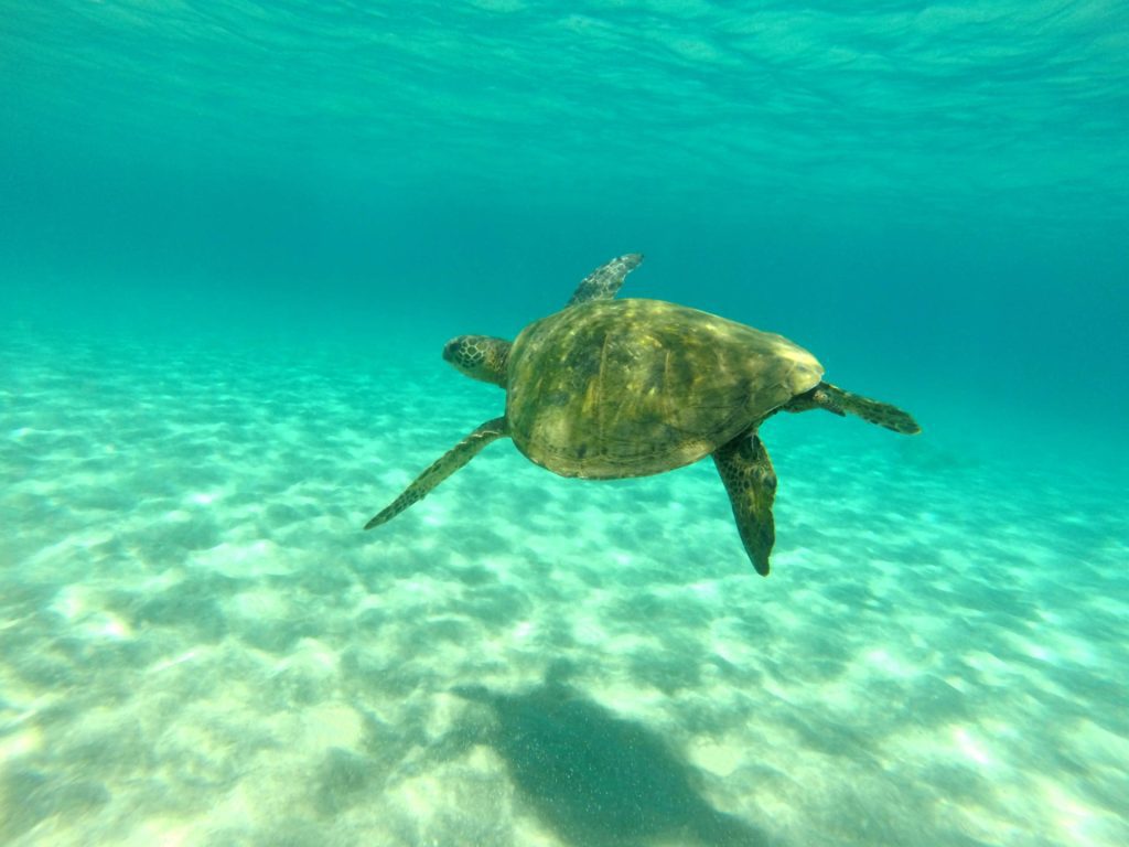 what-Marine-Life-Non-Profit-Organizations-protect