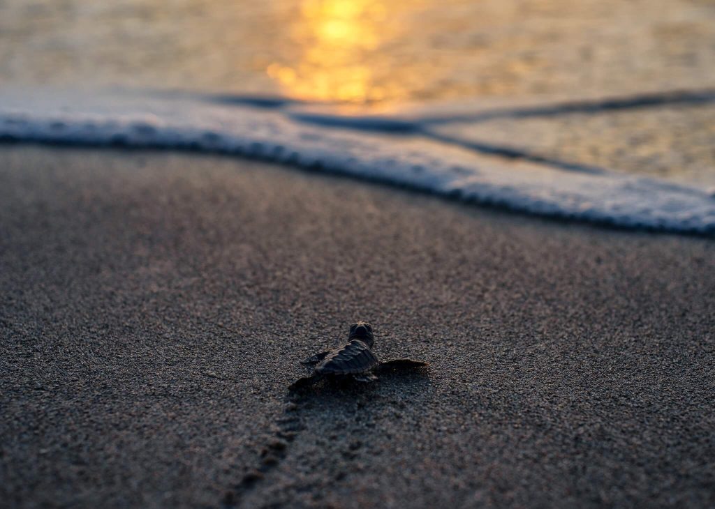 It is important to support sea turtle research