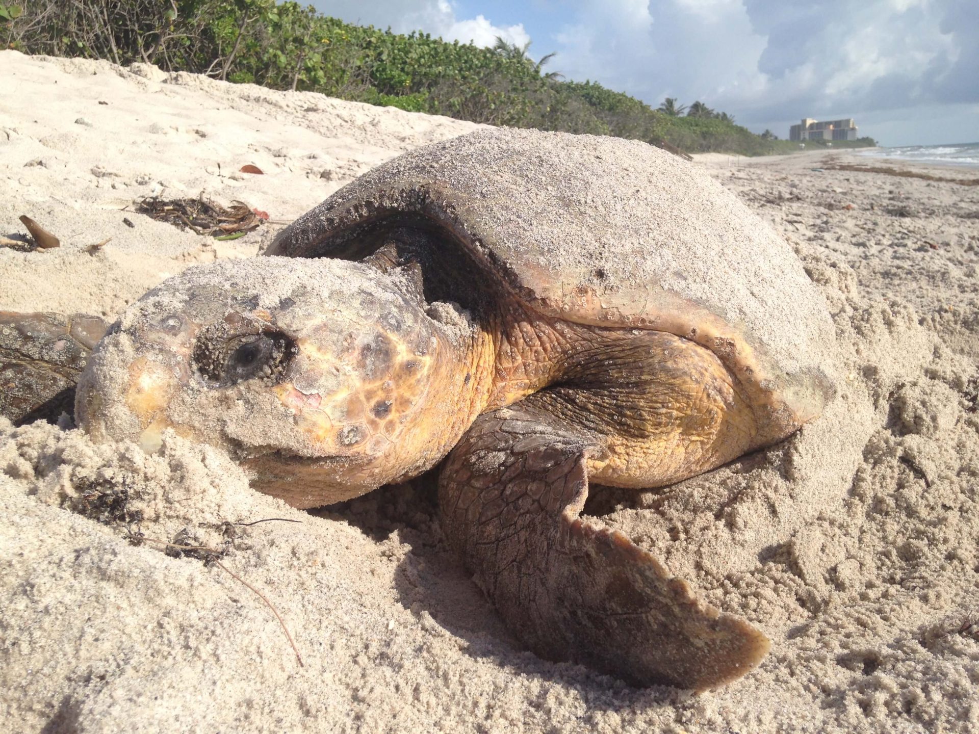 Sea-Turtle-Nesting-Season-Florida