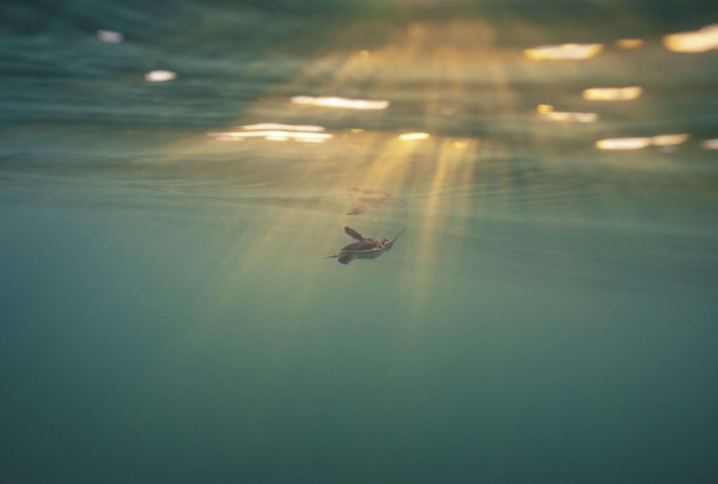 Support Sea Turtle Research now