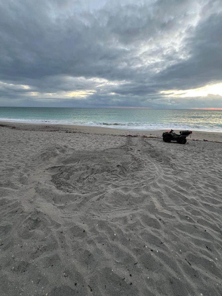 spotted-during-Sea-Turtle-Nesting-Season-in-Florida